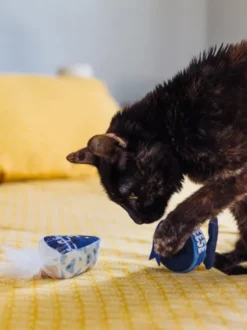 Jouet pour chat - Plateau de fromage 🧀 - Pet PLAY