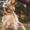 Jouet pour chien - Gnawt a Cone - Purple orchid