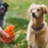 Jouet pour chien - Gnawt a Cone - Salamander orange