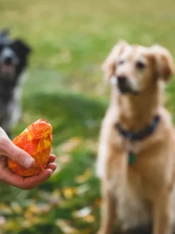 Jouet pour chien - Gnawt a Cone - Salamander orange