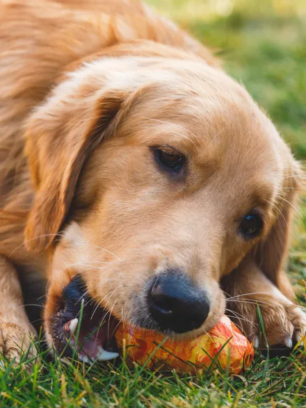 Jouet pour chien - Gnawt a Cone - Salamander orange