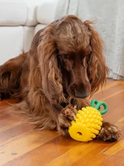 Jouet à remplir pour chien - Ananas 🍍
