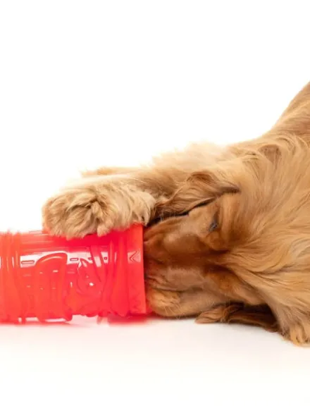 Jouet à remplir pour chien - Pina Cool-ada 🍹 - Fuzzyard