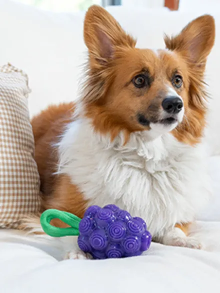 Jouet à remplir pour chien - Raisin 🍇