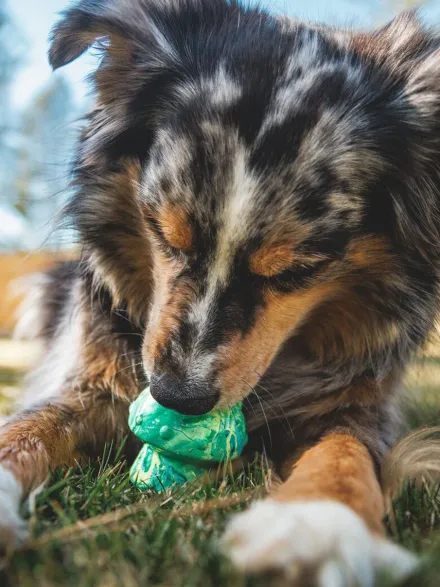 Jouet à remplir pour chien - Toadstool (2 coloris)