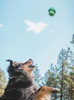 Jouet à remplir pour chien - Toadstool (2 coloris)