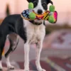 Jouet rétro pour chien - 90's Classic - Skateboard 🛹 - Pet PLAY