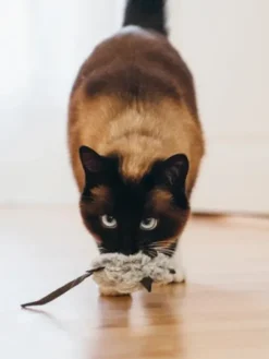 Jouet souris pour chat - Herbe à chat biologique - Pet PLAY