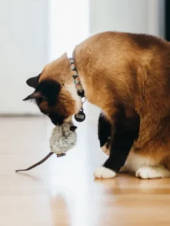 Jouet souris pour chat - Herbe à chat biologique - Pet PLAY