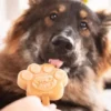 Kit de préparation pour glaces pour chien 🍓 + 🥜 - Grand chien - Smoofl
