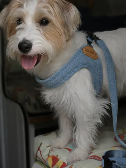 Laisse ajustable pour chien - Roy leash - Baby Blue