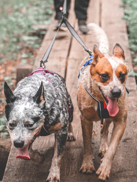 Laisse double - Touring Double (M) - Non-Stop Dogwear