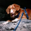 Laisse en corde recyclée pour chien - Deep teal - Woolly Wolf