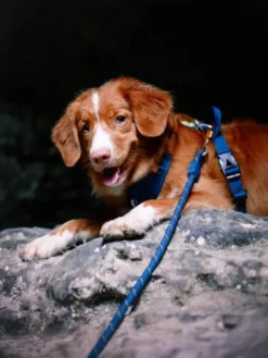 Laisse en corde recyclée pour chien - Deep teal - Woolly Wolf
