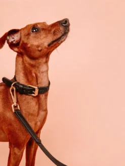Laisse en cuir vegan et bouteilles recyclées pour chien - Noir - Barkalot