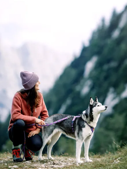 Laisse originale pour chien motif Northern Lights - Woolly Wolf