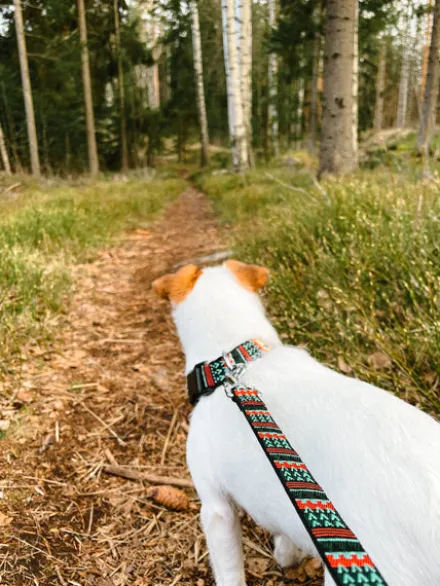 Laisse originale pour chien motif Woodland - Woolly Wolf