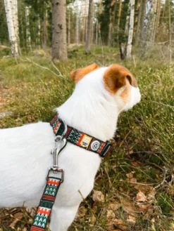 Laisse originale pour chien motif Woodland - Woolly Wolf