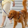 Laisse pour chien multipostions Cloud - Bleu nuit - Shop Sunny Tails