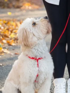 Laisse pour chien multipostions Cloud - Cherry - Shop Sunny Tails