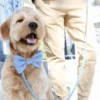 Laisse pour chien multipostions Cloud - Bleu pastel - Shop Sunny Tails