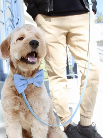 Laisse pour chien multipostions Cloud - Bleu pastel - Shop Sunny Tails