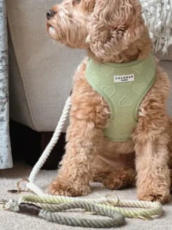 Laisse pour chien réglable en corde de coton - Vert Pistache - Cocopup London