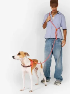 Laisse pour chien réglable et mains libres - Gazelle - Zee.Dog
