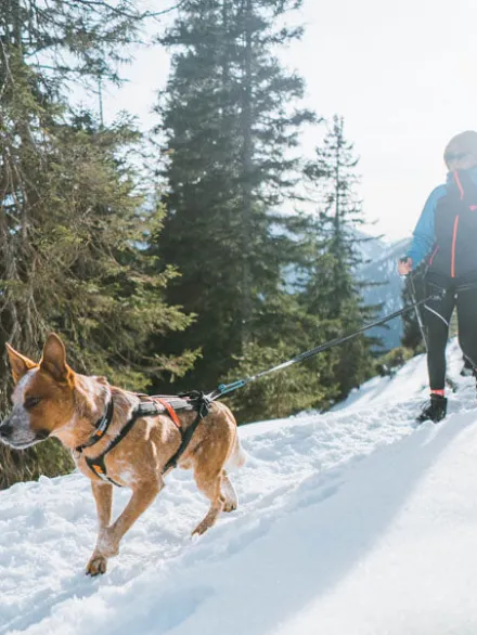 Laisse pour chien sportif - Touring Bungee - Non-Stop Dogwear