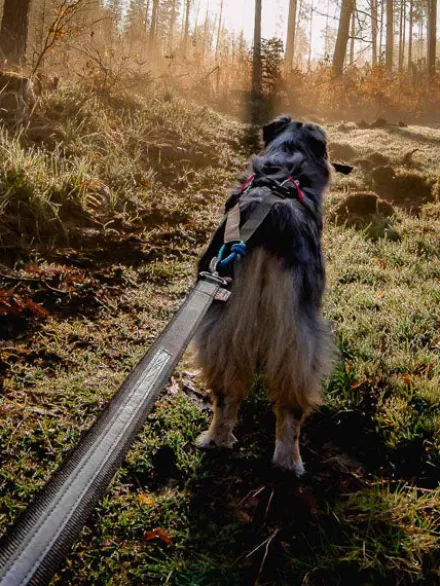 Laisse pour chien sportif - Touring Bungee - Non-Stop Dogwear