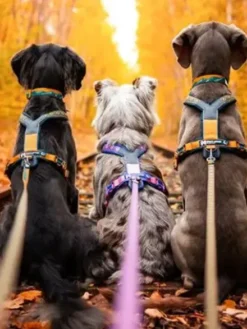 Laisse pour chien - Trail quest leash Rachel Pohl edition - Purple/Pink