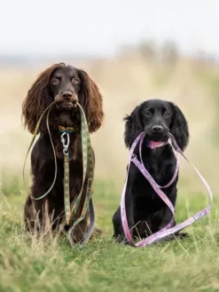 Laisse pour chien - Trail quest leash Rachel Pohl edition - Teal/Oak