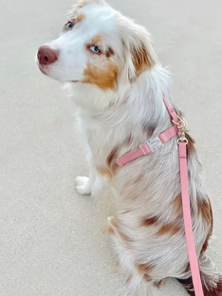 Laisse waterproof Cloud pour chien - Rose parfait - Shop Sunny Tails