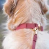 Laisse waterproof Cloud pour chien - Mûre - Shop Sunny Tails