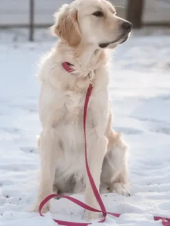 Laisse waterproof Cloud pour chien - Mûre - Shop Sunny Tails