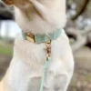 Laisse waterproof Cloud pour chien - Pistache - Shop Sunny Tails