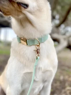Laisse waterproof Cloud pour chien - Pistache - Shop Sunny Tails