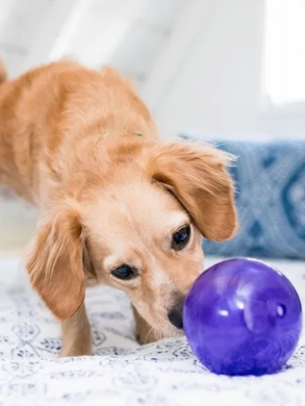 Lil Snoop Orbee-Tuff pour chiot - jouet interactif distributeur de friandises