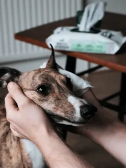 80 Lingettes lavantes pour chien - Compostables - Sans parfum