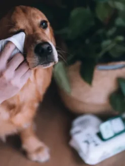 80 Lingettes lavantes pour chien - Compostables - Noix de Coco 🥥