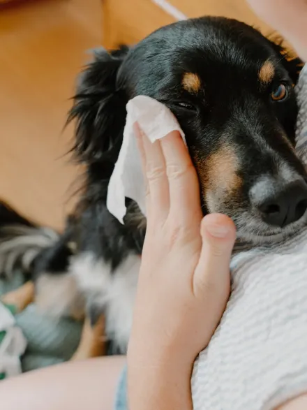Lingettes nettoyantes contour des yeux pour chien - Aloe Vera et Concombre