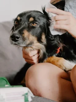 Lingettes nettoyantes oreilles pour chien - Aloe Vera et Camomille