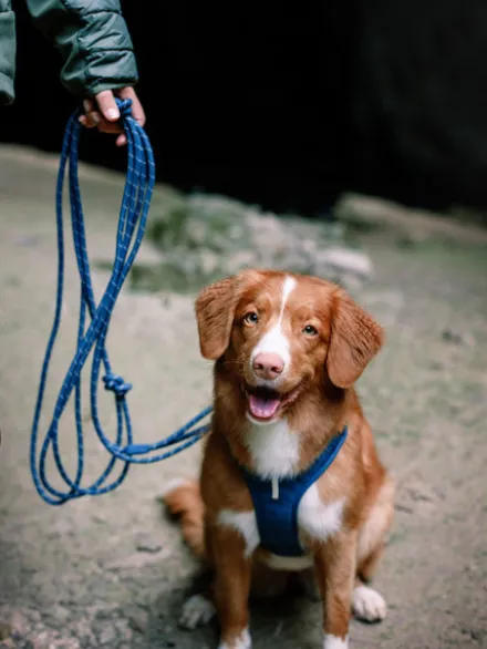 Longe en corde recyclée pour chien - Deep teal - Woolly Wolf