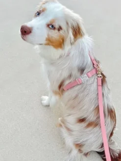Longe waterproof d'éducation pour chien - Rose parfait - Shop Sunny Tails