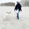 Longe waterproof d'éducation pour chien - Espresso - Shop Sunny Tails