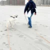 Longe waterproof d'éducation pour chien - Chaï - Shop Sunny Tails