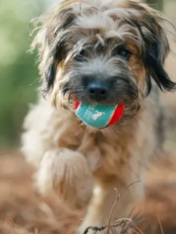 Lot de 4 balles de tennis pour chien - Pet PLAY
