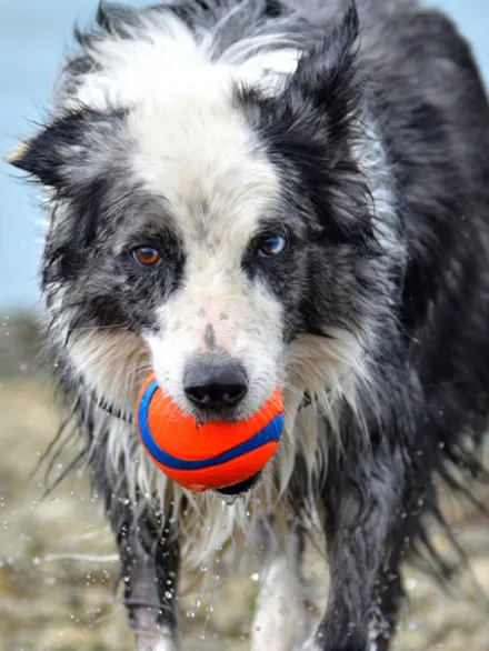 Lot de 2 balles en caoutchouc pour chien - Chuck It! - Taille M