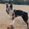 Lot de 2 balles pour chien en caoutchouc - The Whistler - Chuck It! - Taille M