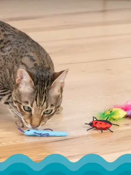 Lot de 6 jouets avec herbe à chat - Cute As A Bug